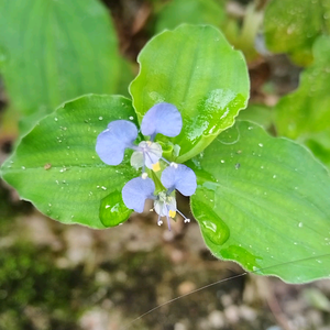 深山风水九哥头像