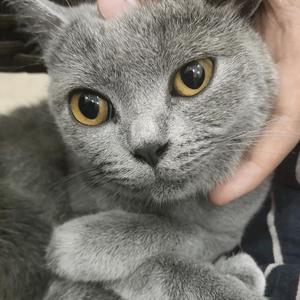 大眼蓝猫头像