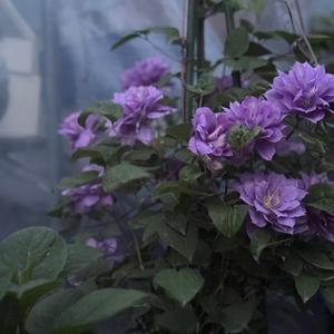 菲湉头像