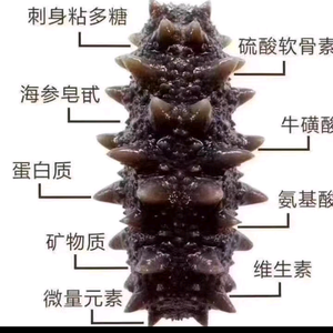 海龙海参头像