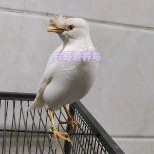 兴哥爱养鸟头像