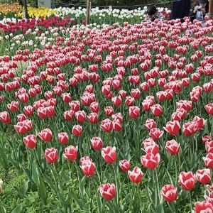 芊芊手写头像
