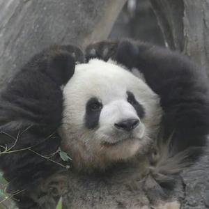 天才熊猫频道头像