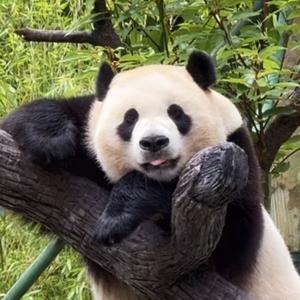 爱熊猫Panda头像