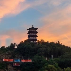白树头像