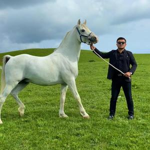 新疆凯运马业俱乐部有限公司头像