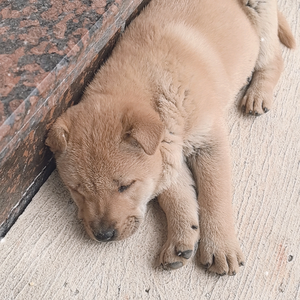忠犬佑家（华夏帝皇犬）头像