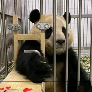最爱福墩墩头像