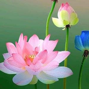 随缘头像