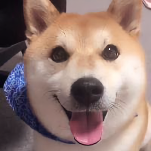 小马冷头像