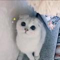 全是喵头像