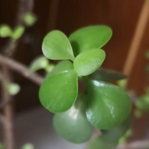 茶禅一苑头像