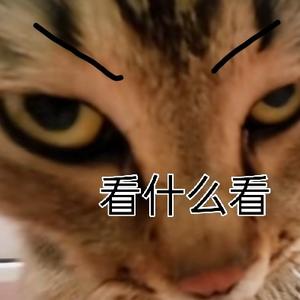 小猫咪头像