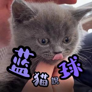 蓝猫说篮球头像