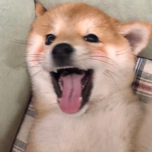 Pinocchio头像