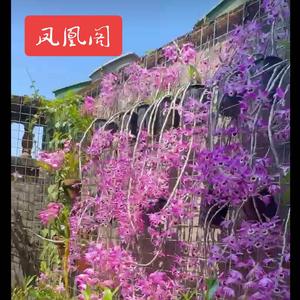 凤凰阁头像