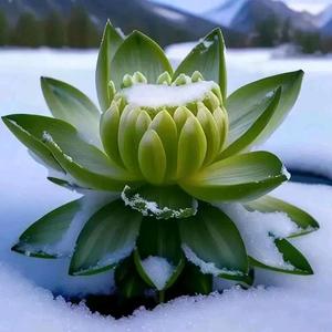 慕容雪虎头像