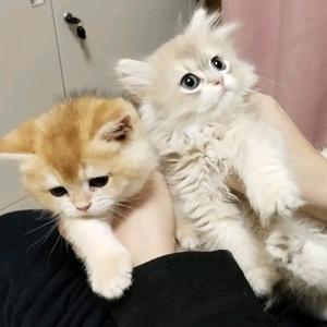 秃头猫头像
