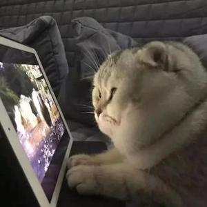 猫咪爱看动画片头像