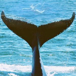 大海鲸鱼头像