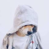 小申不怕go头像
