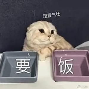 猫猫要饭理直气壮头像