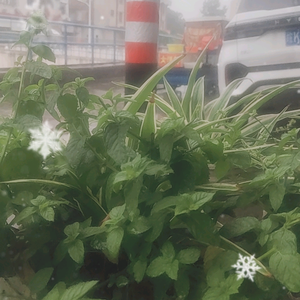 小洪哥(凌晨五点)头像