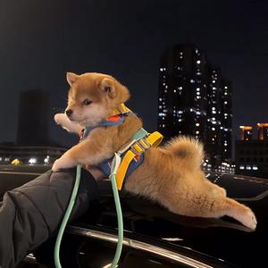 Cx.头像
