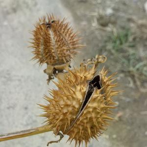 多肉植物大战僵尸头像