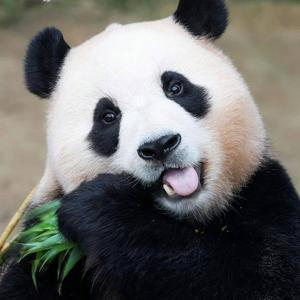 每只熊猫都懂爱 头像