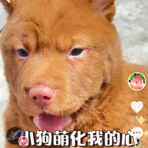笑傲人生头像