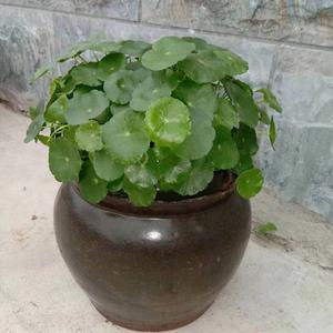 青清的小院头像