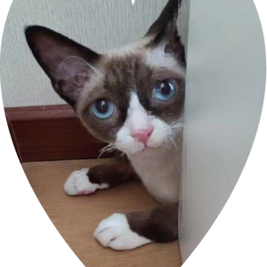 猫太郎头像