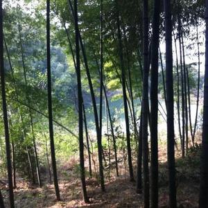 阿华旅行头像