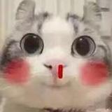XJ小李子头像