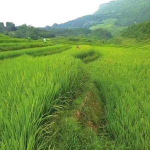 上堡梯田高山米送米哥头像