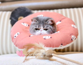 福娃猫咪生活馆撸猫馆头像