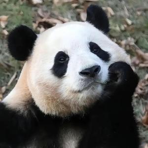 再看亿遍头像