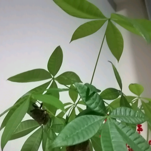 蒸蒸头像