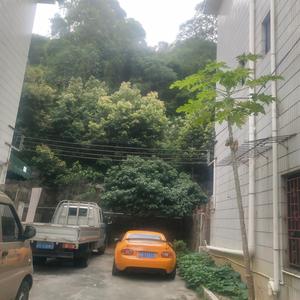楚都九龙头像