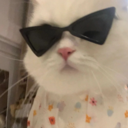 猫猫便利贴 头像