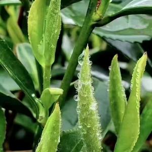随风舞动9224头像