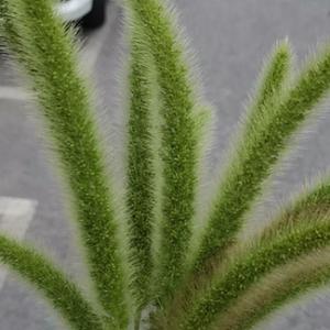 狗尾巴草头像