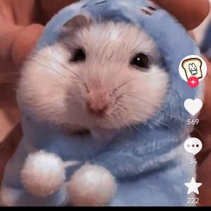 可爱的小鼠子头像