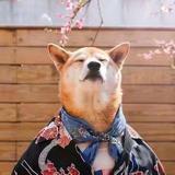 支楠自媒体头像