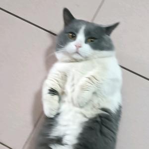 大灰兔兔兔兔头像