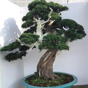 波哥花卉苗木场头像
