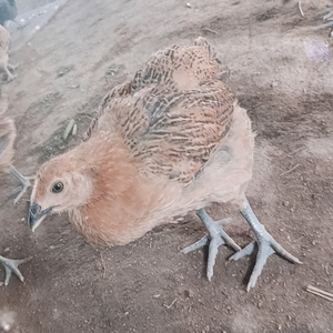 老张散养土鸡头像