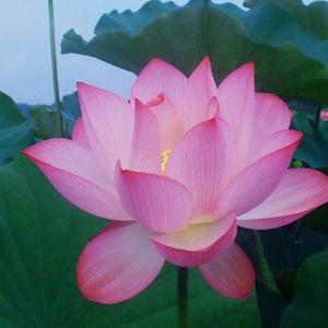 城北摘星人头像