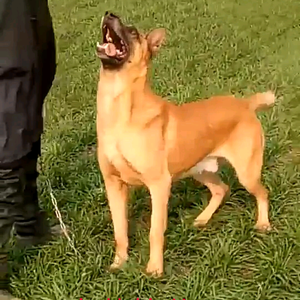 友家犬舍头像